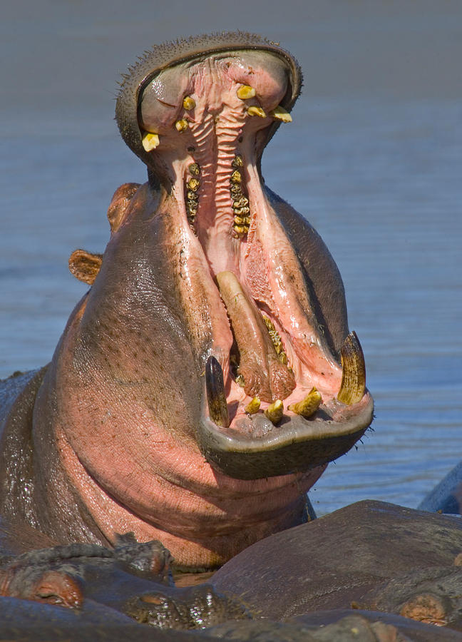 Hippopotamus Photograph - Close-up Of A Hippopotamus Yawning #1 by Panoramic Images