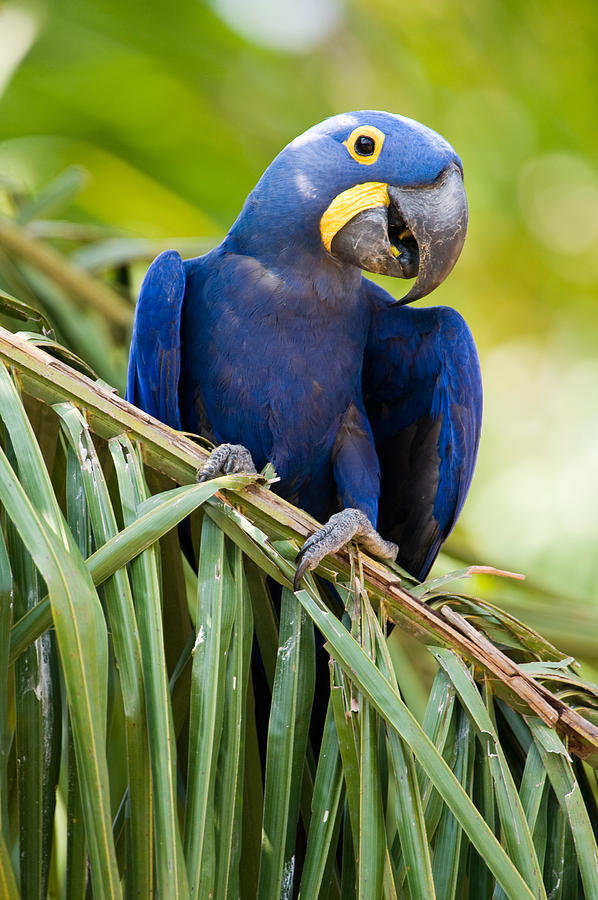Macaw Photograph - Close-up Of A Hyacinth Macaw #1 by Panoramic Images