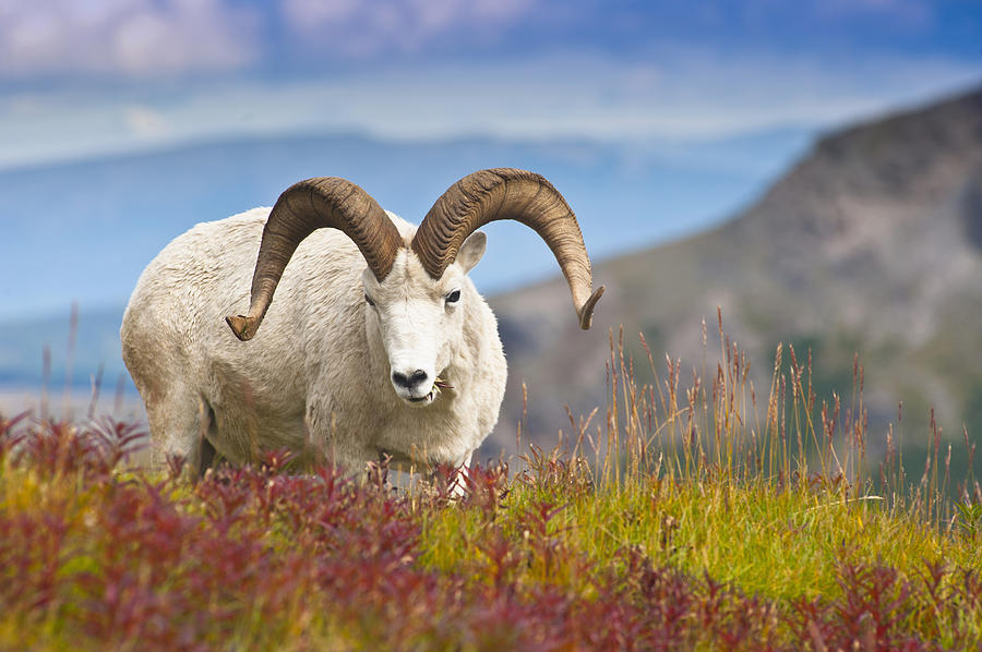 Download Close Up Of A Large Dall Sheep Ram Photograph by Michael Jones