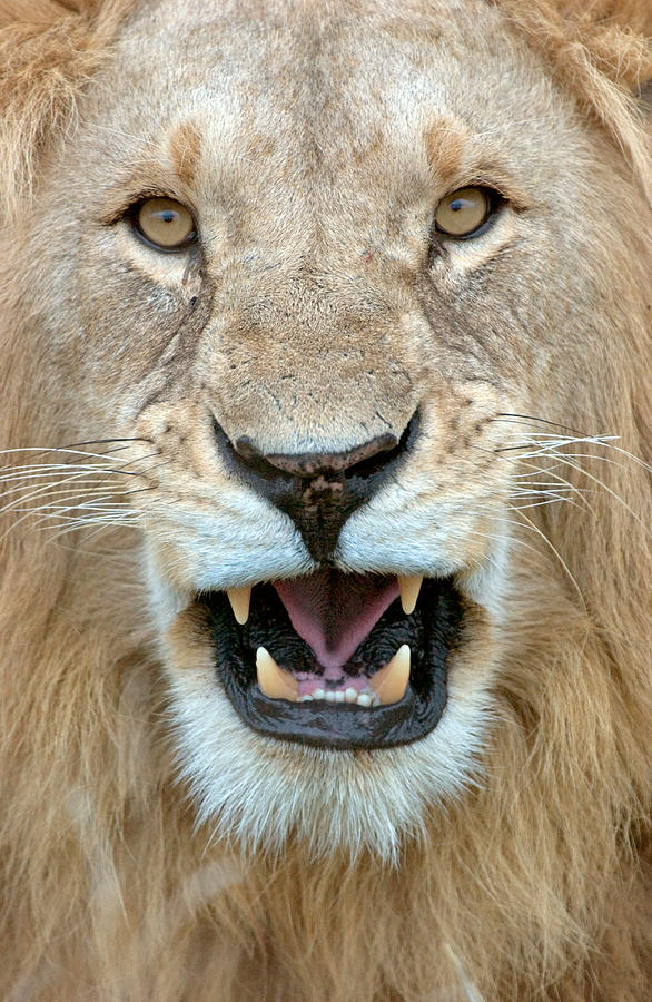Wildlife Photograph - Close-up Of A Lion Panthera Leo #1 by Panoramic Images