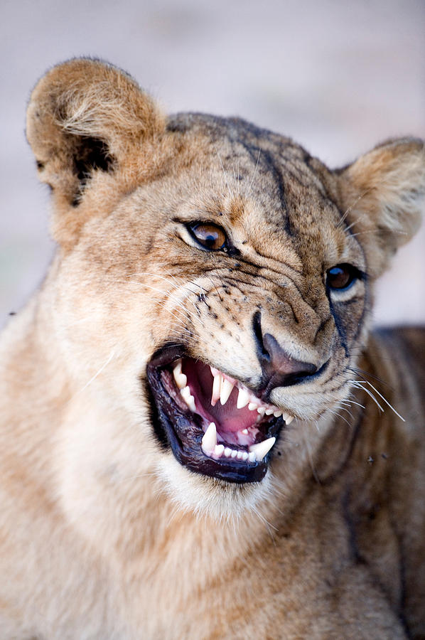 Close-up Of A Lioness Panthera Leo #1 Photograph by Panoramic Images