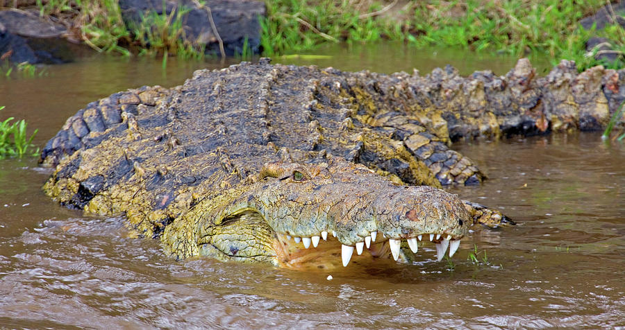 Close-up Of A Nile Crocodile Crocodylus Photograph by Animal Images ...