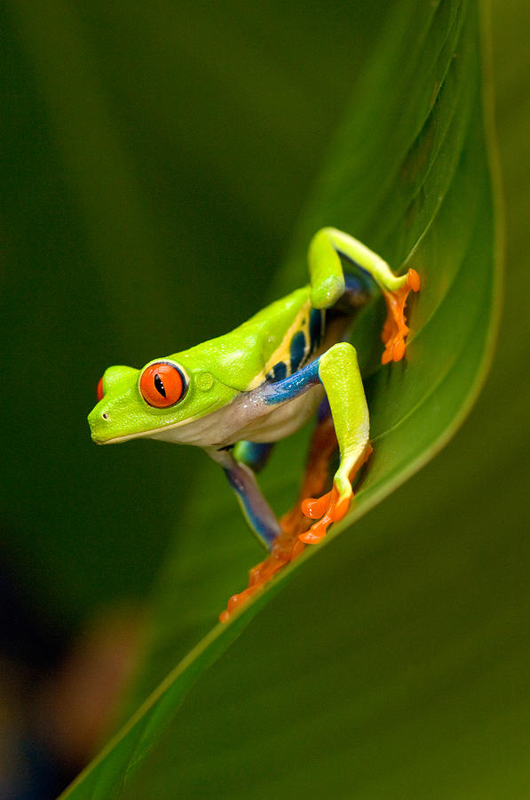 Wildlife Photograph - Close-up Of A Red-eyed Tree Frog #1 by Panoramic Images