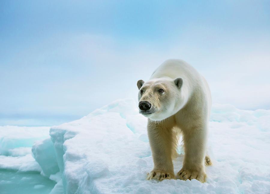 Nature Photograph - Close Up Of A Standing Polar Bear #1 by Peter J. Raymond