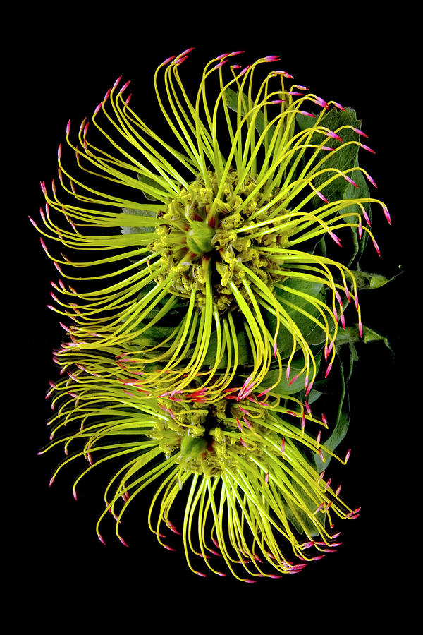 Close Up Of A Unique Tropical Flower #1 Photograph by Scott Mead