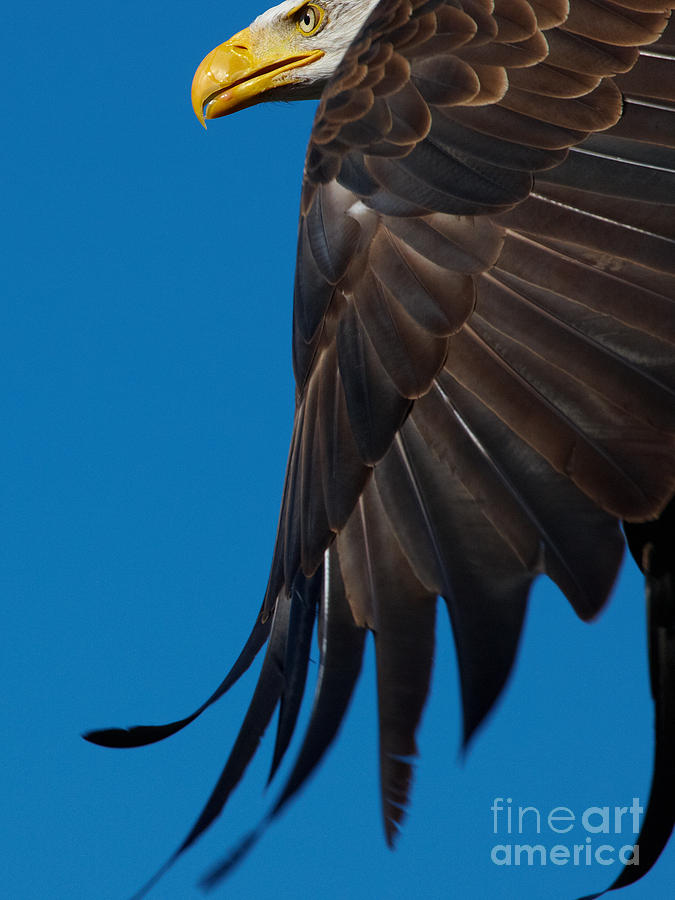 Close-up of an American Bald Eagle in flight #4 Photograph by Nick  Biemans