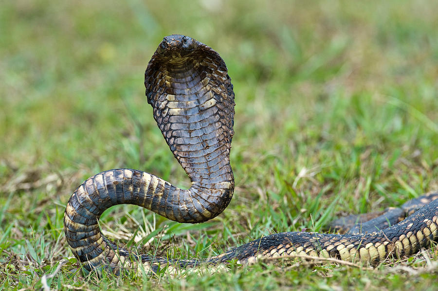 Close-up Of An Egyptian Cobra Heloderma Photograph by Panoramic Images ...