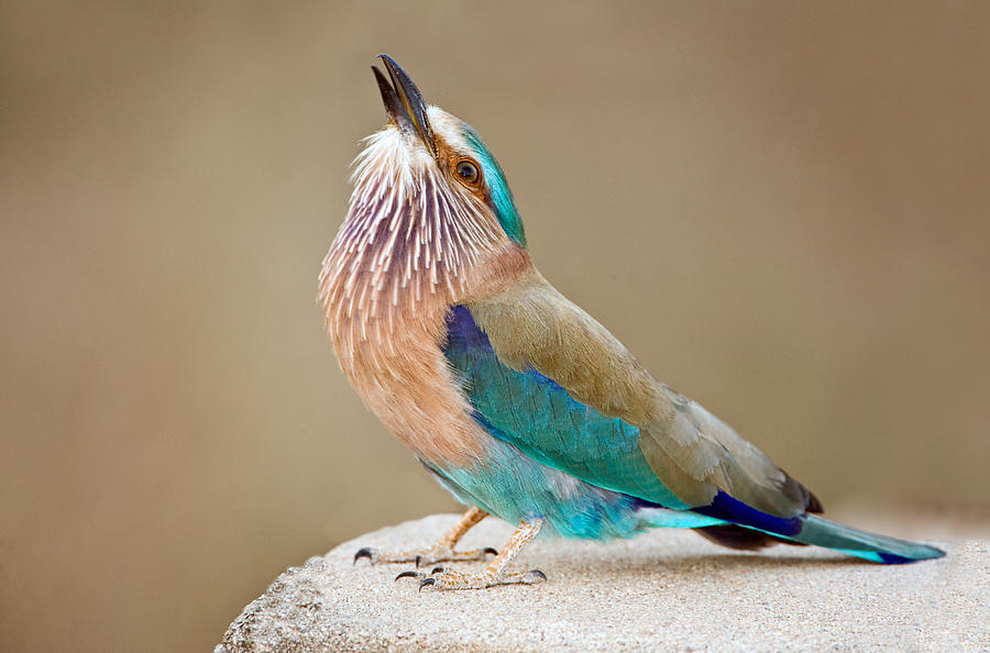 Blue Jay Photograph - Close-up Of An Indian Roller Coracias #1 by Panoramic Images