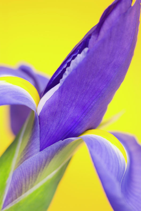 Close-up Of An Iris Flower #1 Photograph by Science Photo Library Close-up Of An Iris Flower #1 Photograph by Science Photo Library