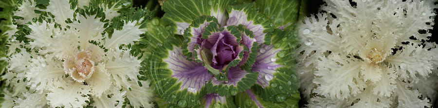 Nature Photograph - Close-up Of Assorted Kale Flowers #1 by Panoramic Images