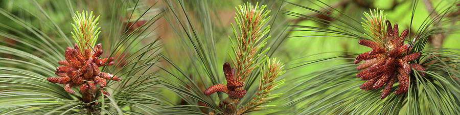 Close-up Of Assorted Pine Cones Plants #1 Photograph by Panoramic Images