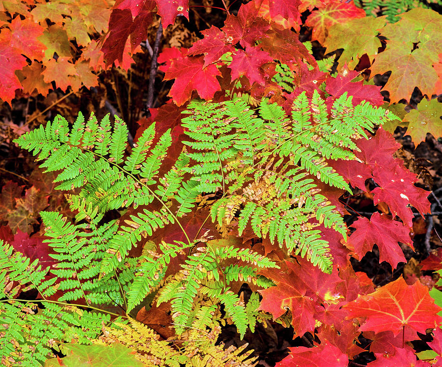 Close-up Of Autumn Leaves, Keweenaw #1 Photograph by Panoramic Images