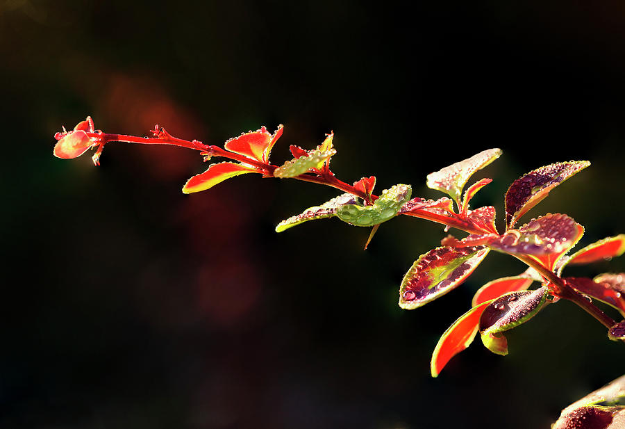 Nature Photograph - Close Up Of Berberis  Quebec, Canada #1 by Yves Marcoux