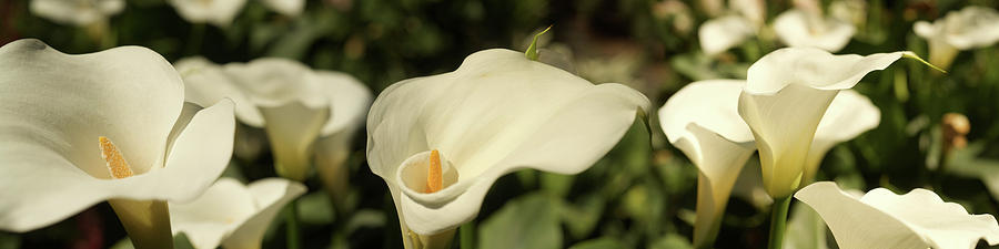 Close-up Of Calla Lily Flowers Growing #1 Photograph by Panoramic Images