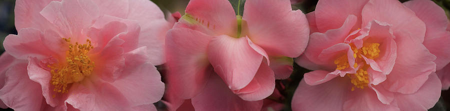 Close-up Of Camellia Flowers In Bloom #1 Photograph by Panoramic Images