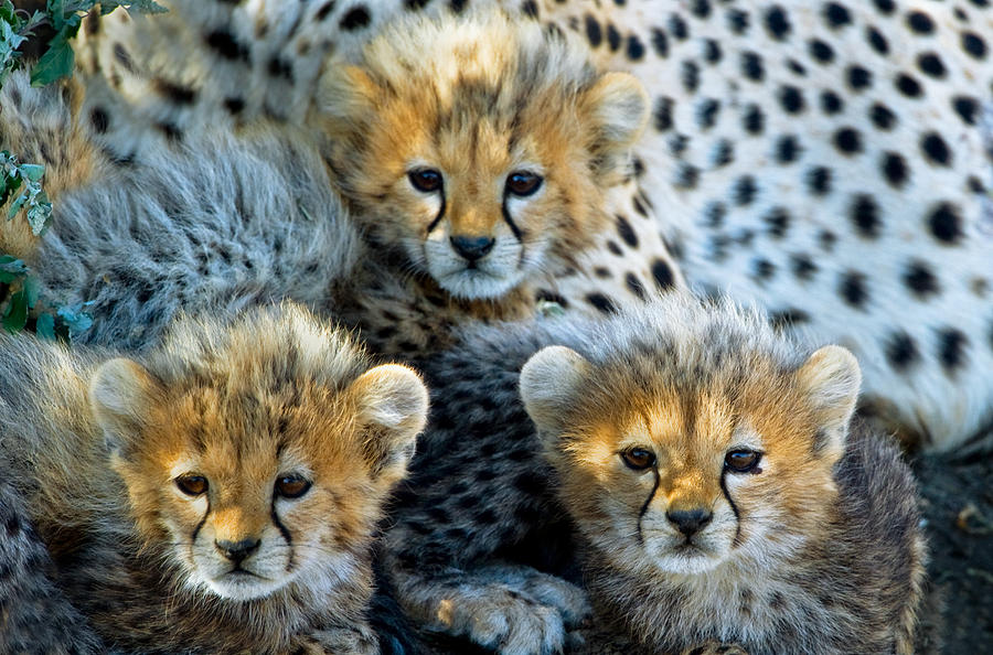 Close-up Of Cheetah Acinonyx Jubatus #1 Photograph by Panoramic Images