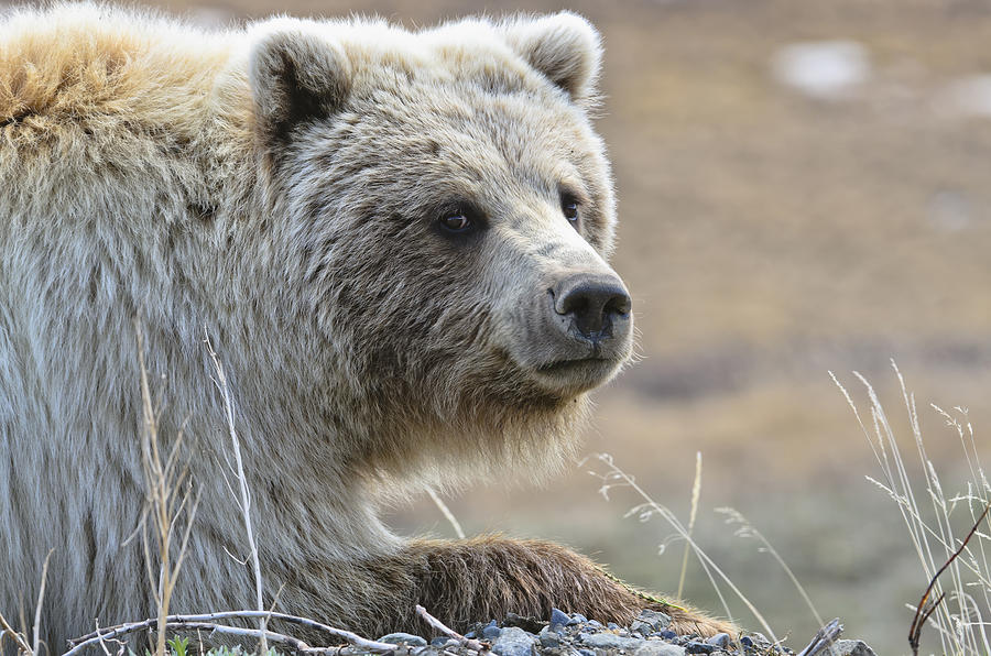 Close-up Of Grizzly Bear Ursus Arctos #1 Photograph by Kenneth Whitten