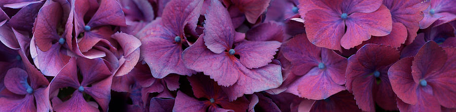 Close-up Of Hydrangea Flowers #1 Photograph by Panoramic Images