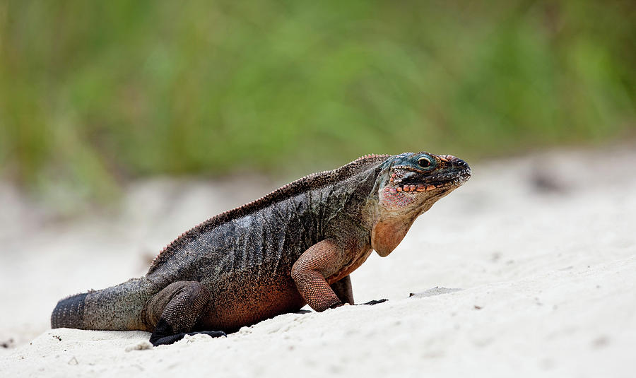 Close-up Of Iguana On Beach, Great #1 Photograph by Panoramic Images