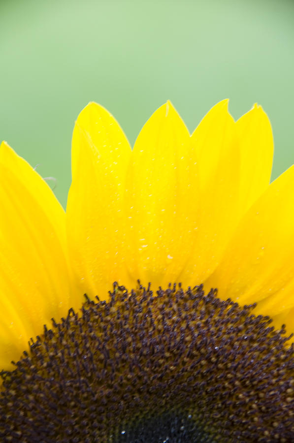 Close Up Of Ikarus Sunflower #1 Photograph by Bonnie Sue Rauch
