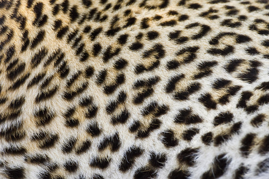 Close up of Leopard, Greater Kruger National Park, South Africa #1 Photograph by Wim van den Heever