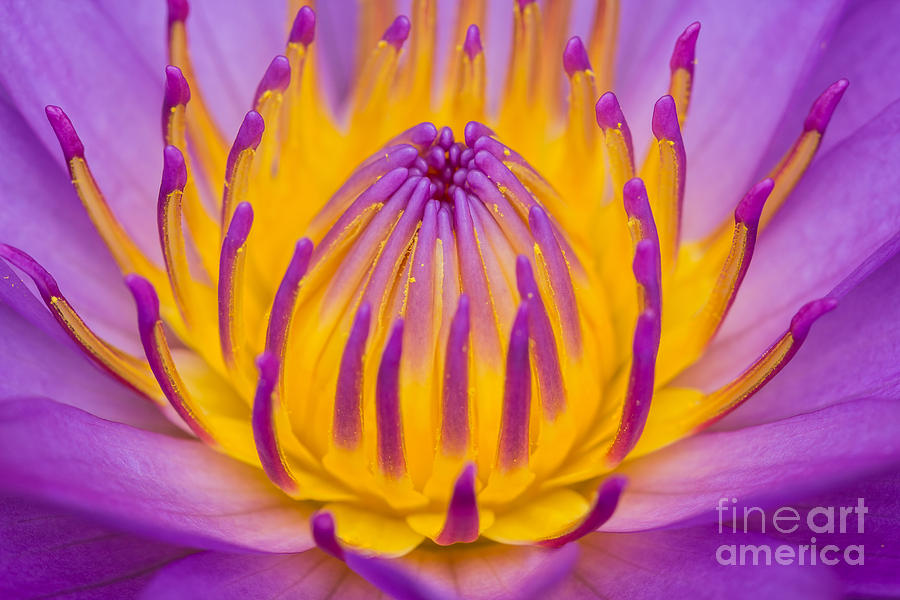 Close up of pink water lily #1 Photograph by Tosporn Preede
