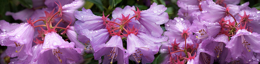 Close-up Of Raindrops On Rhododendron #1 Photograph by Panoramic Images