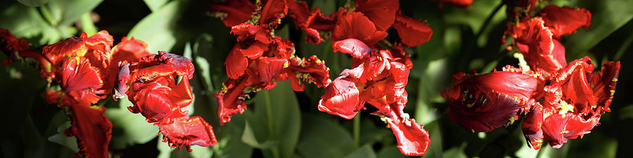 Close-up Of Red Flowers Blooming #1 Photograph by Panoramic Images