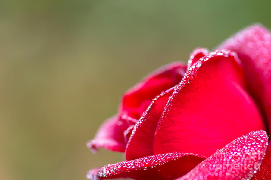Close-up Of Red Rose With Water Drops #1 Photograph by Tosporn Preede