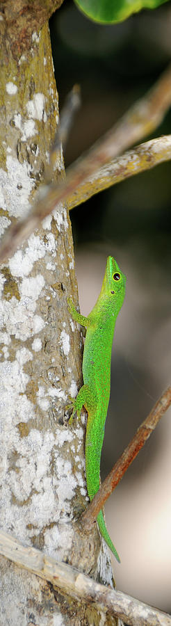 Vertical Photograph - Close-up Of Seychelles Small Day Gecko 1 by Animal Images Vertical Photograph - Close-up Of Seychelles Small Day Gecko 1 by Animal Images