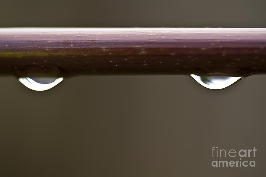 Close-up of water droplets on maple limb #1 Photograph by Jim Corwin