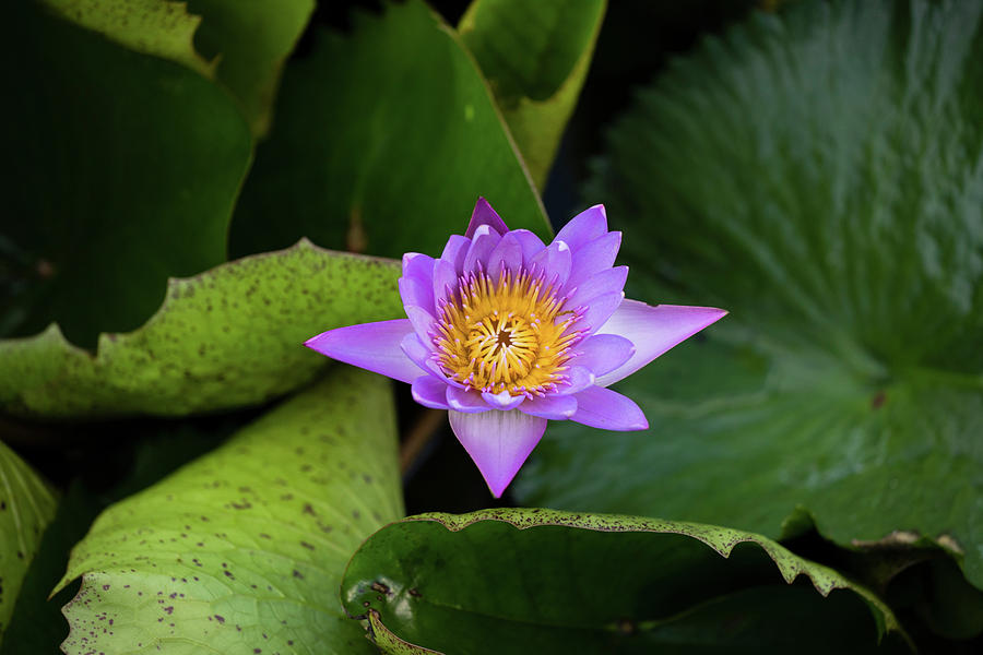 Close-up Of Water Lily Flower, Moorea #1 Photograph by Panoramic Images
