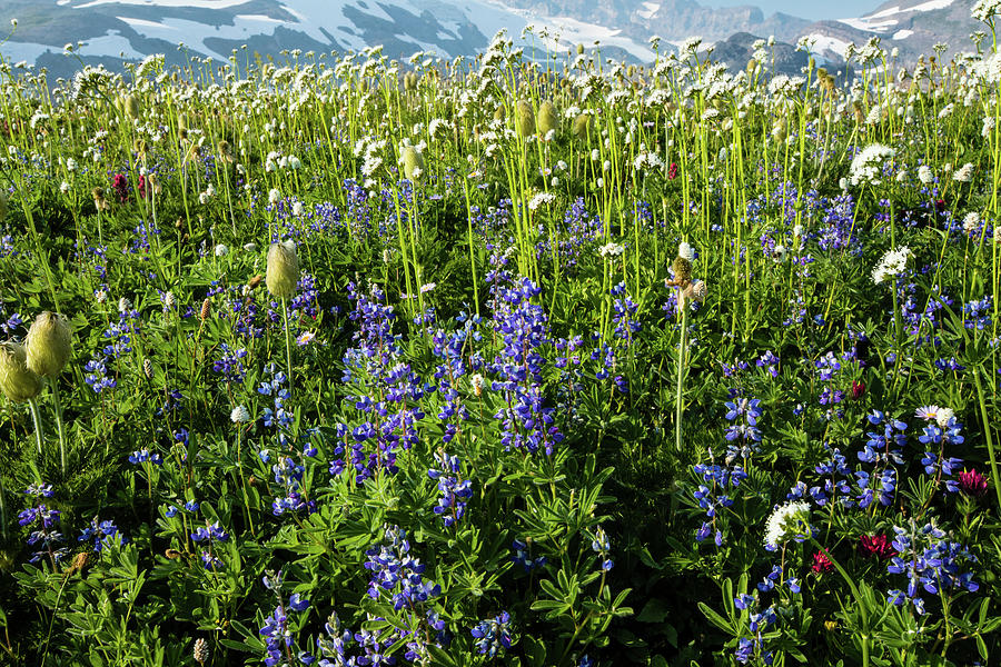 Mount Rainier National Park Photograph - Close-up Of Wildflowers, Mount Rainier #1 by Panoramic Images