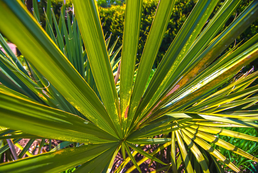 Close up photo of green palm tree leaf #1 Photograph by Alex Grichenko