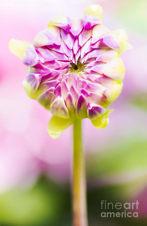 Closed pink baby dahlia flower. Spring Blossom #1 Photograph by Jorgo Photography