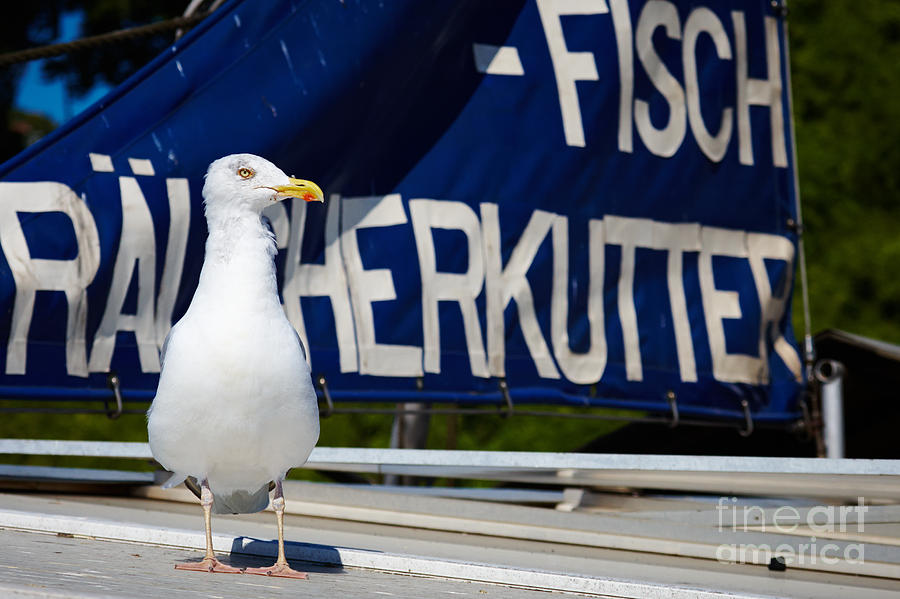 Closeup of a Seagull on a fisher boat  #1 Photograph by Nick  Biemans