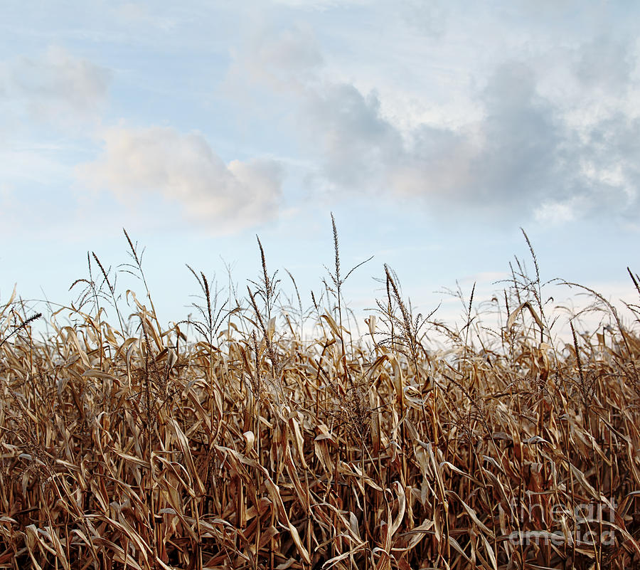 Fall Photograph - Closeup of corn stalks  #1 by Sandra Cunningham