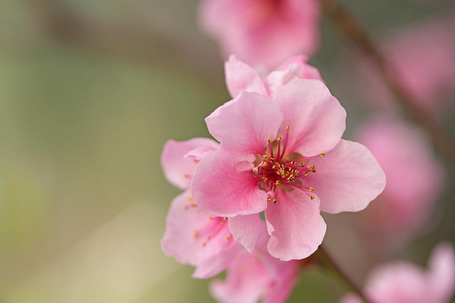 Closeup of flower nectarines Photograph by Jaroslav Frank - Fine Art ...