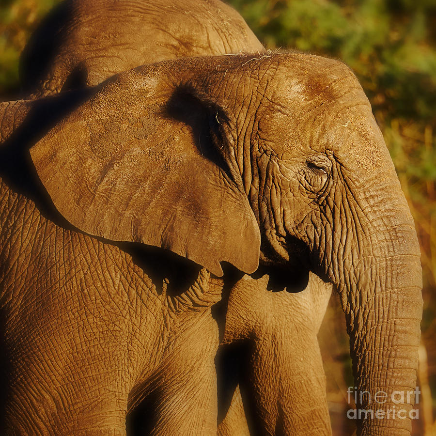Closeup portrait of an African Elephant #1 Photograph by Nick  Biemans