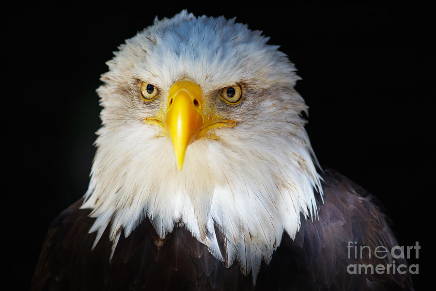 Closeup portrait of an American Bald Eagle #1 Photograph by Nick  Biemans