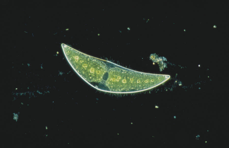 Closterium Sp. Algae, Lm #1 Photograph by Perennou Nuridsany