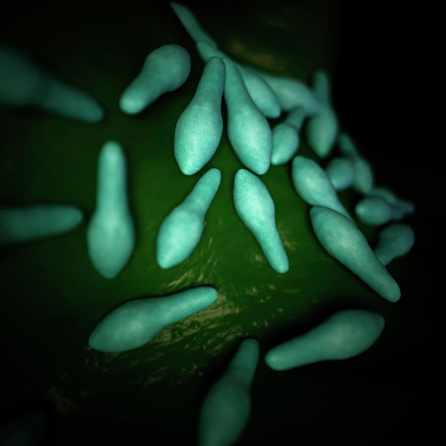 Clostridium Bacteria 1 Photograph By Sebastian Kaulitzkiscience Photo