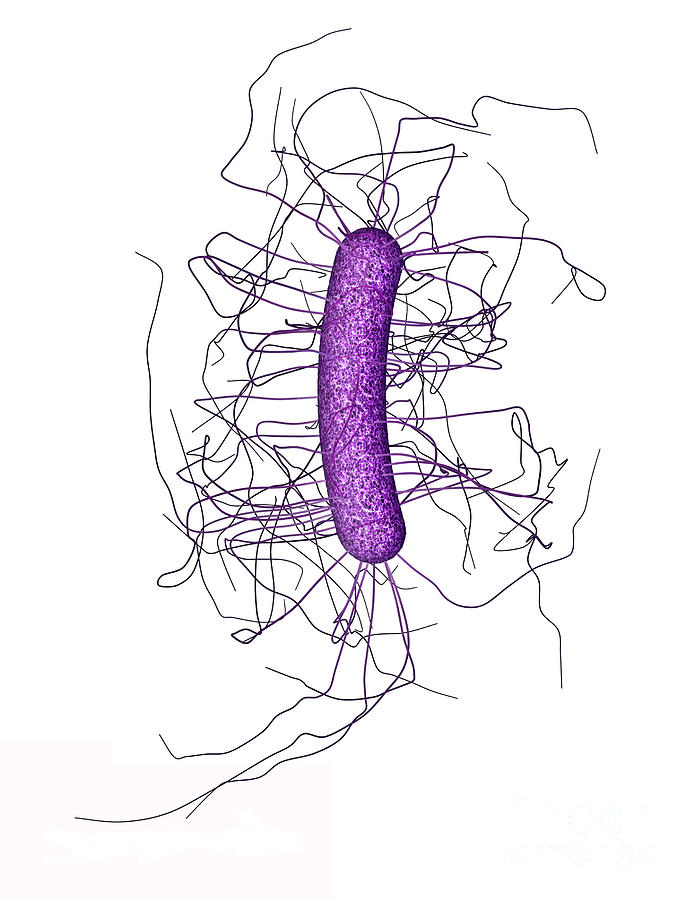 Clostridium Difficile Photograph - Clostridium Difficile, Bacteria #1 by Science Source