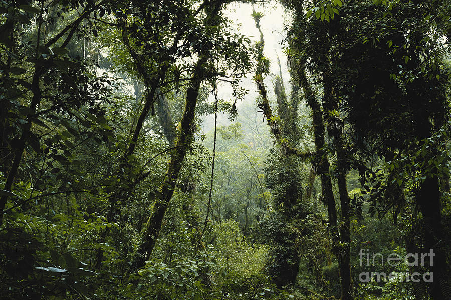 Cloud Forest, Costa Rica #1 Photograph by Gregory G. Dimijian, M.D.