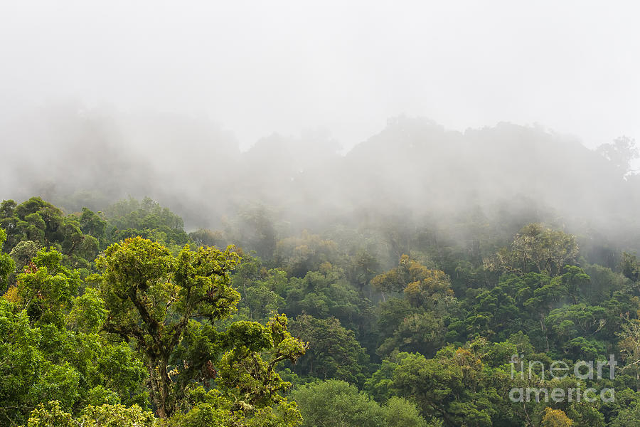 Costa Rica cloud forest  Photograph by Patricia Hofmeester