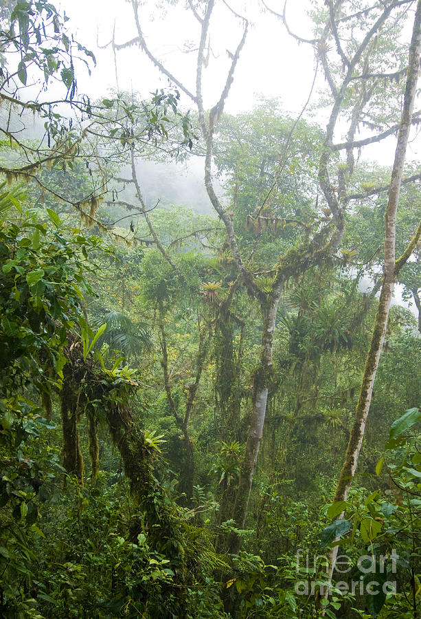 Cloud Forest In Ecuador #1 Photograph by William H. Mullins