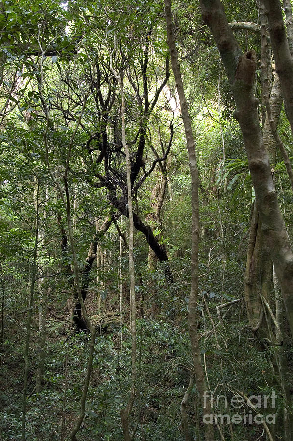 Cloud Forest In Northern Madagascar Photograph by Greg Dimijian - Fine ...