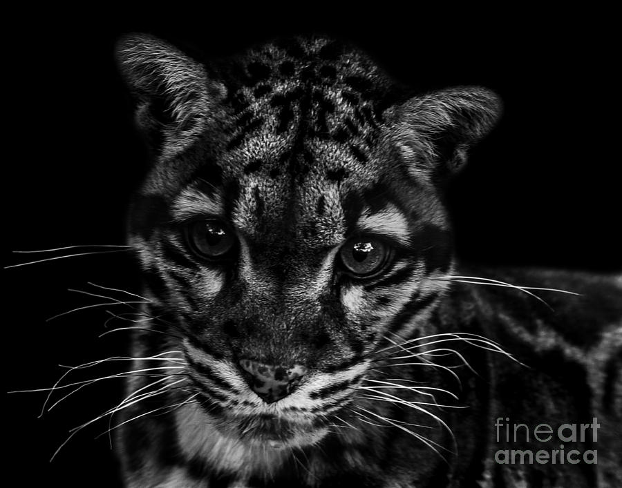 Clouded Leopard one #1 Photograph by Ken Frischkorn
