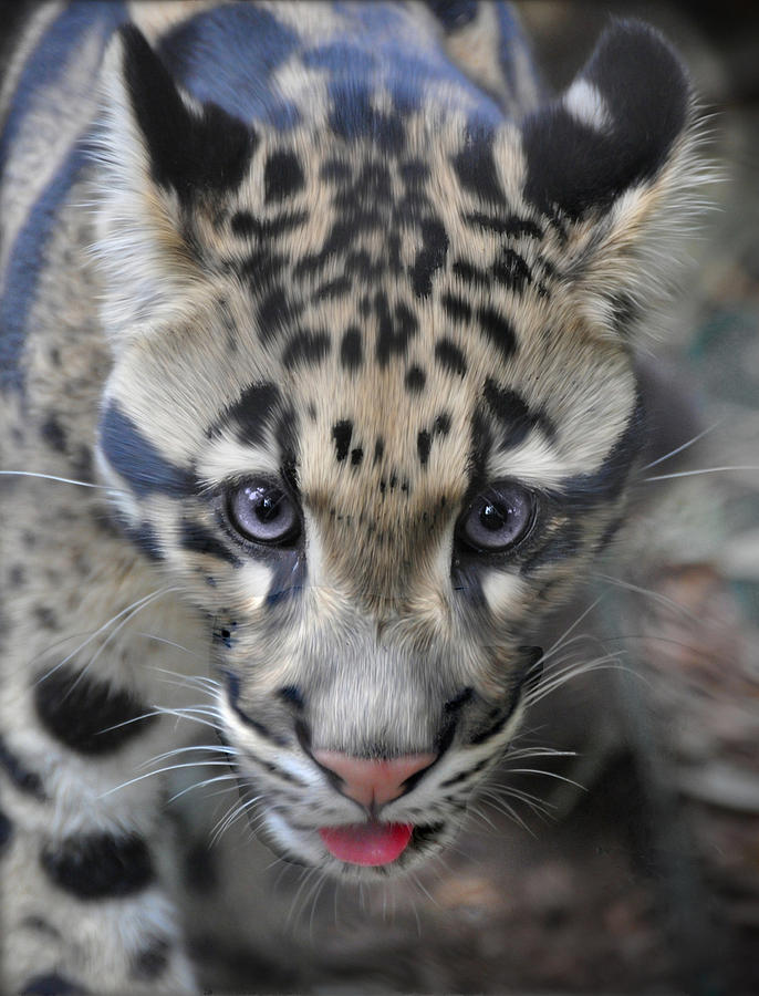 Clouded Leopard #2 Photograph by Savannah Gibbs