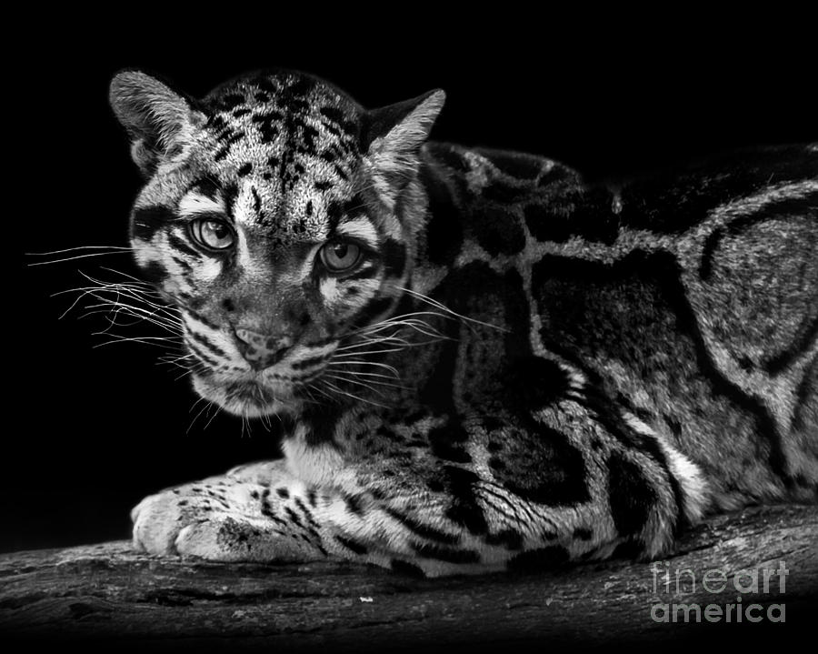 Clouded Leopard three #1 Photograph by Ken Frischkorn